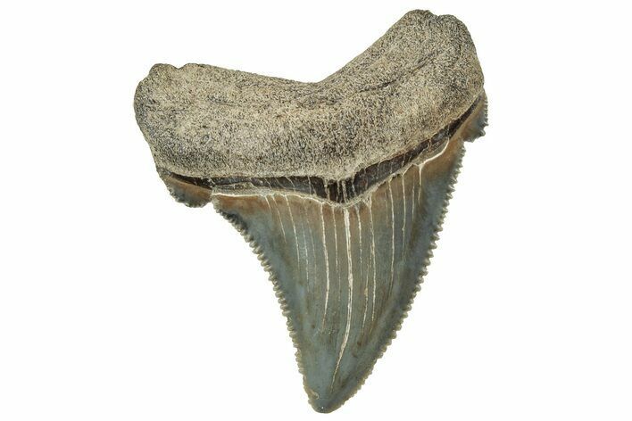 Serrated Angustidens Tooth - Megalodon Ancestor #326337